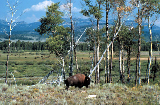 Bison in Jackson's Hole