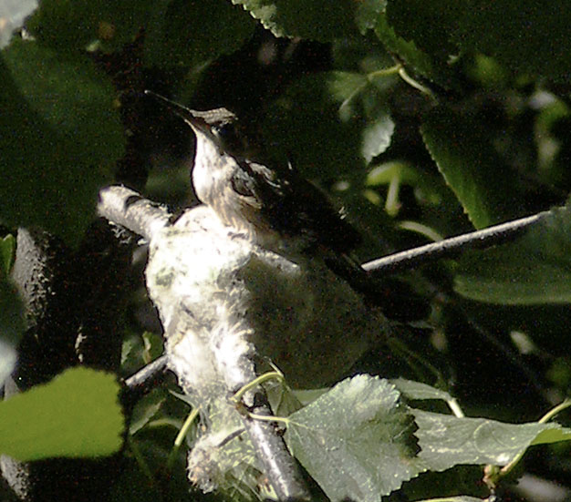 Hummingbird babies righting their next