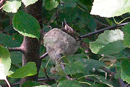 Tilting hummingbird nest