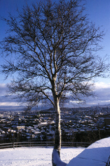 Overlooking Trondheim