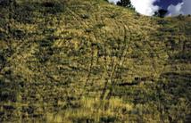 ATV tracks up a hillside
